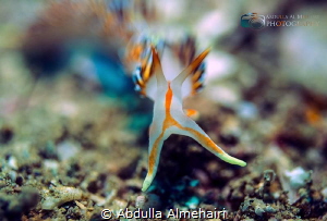 Nudibranch hunter by Abdulla Almehairi 